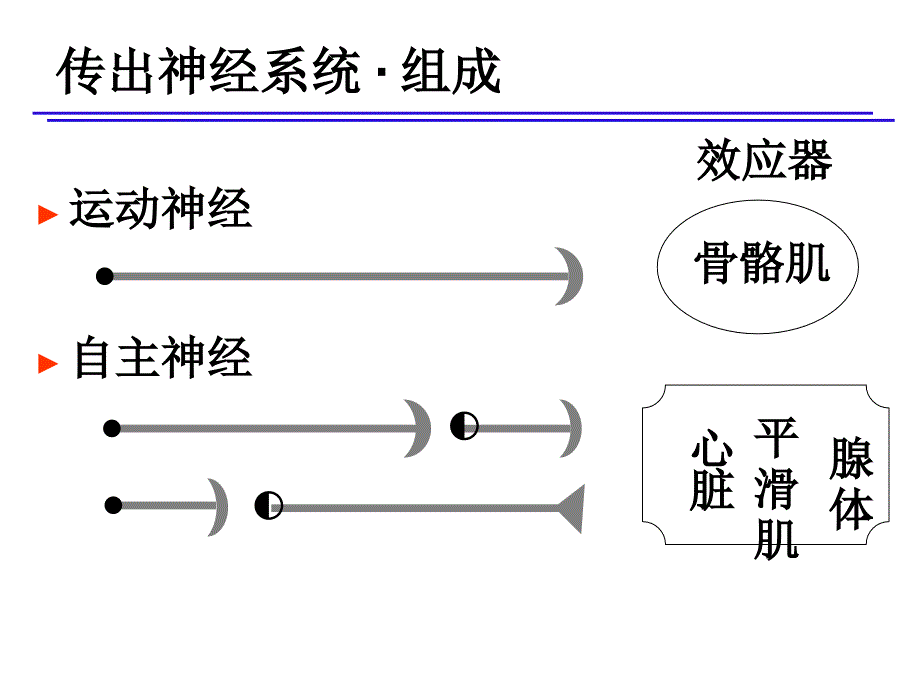 1传出神经系统_第4页