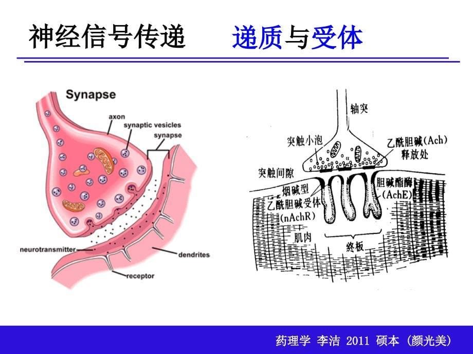 1传出神经系统_第5页