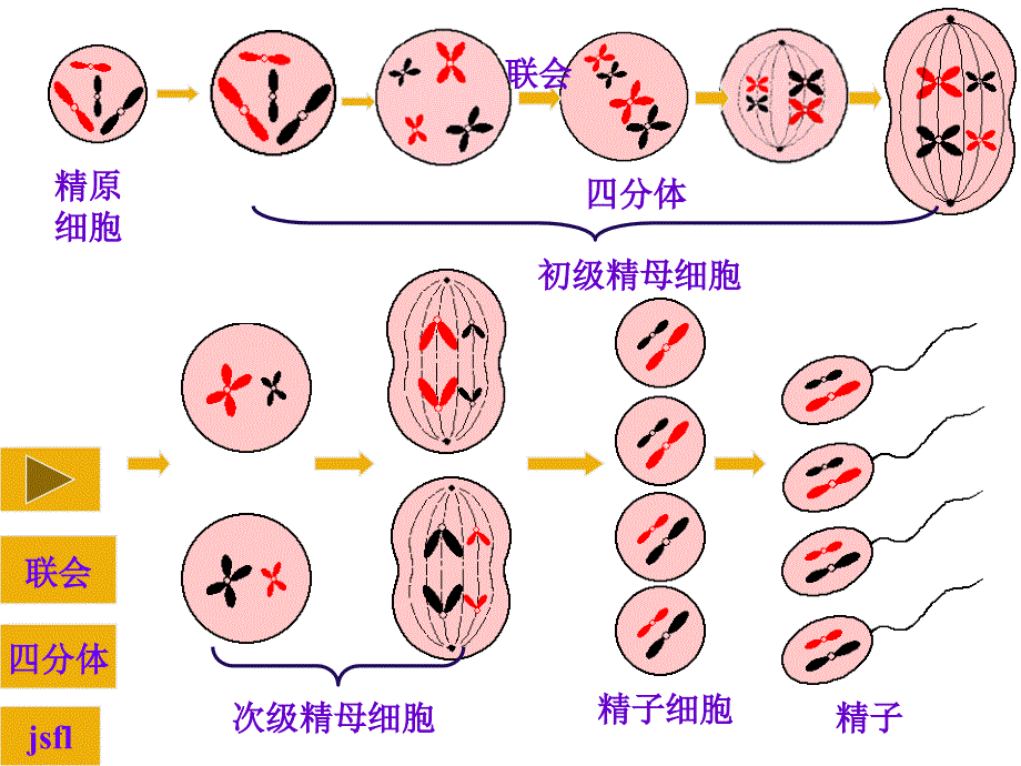 高一生物减数分裂和受精作用课件_第4页