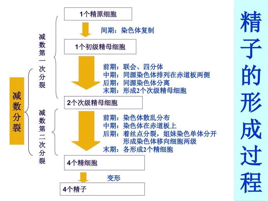 高一生物减数分裂和受精作用课件_第5页