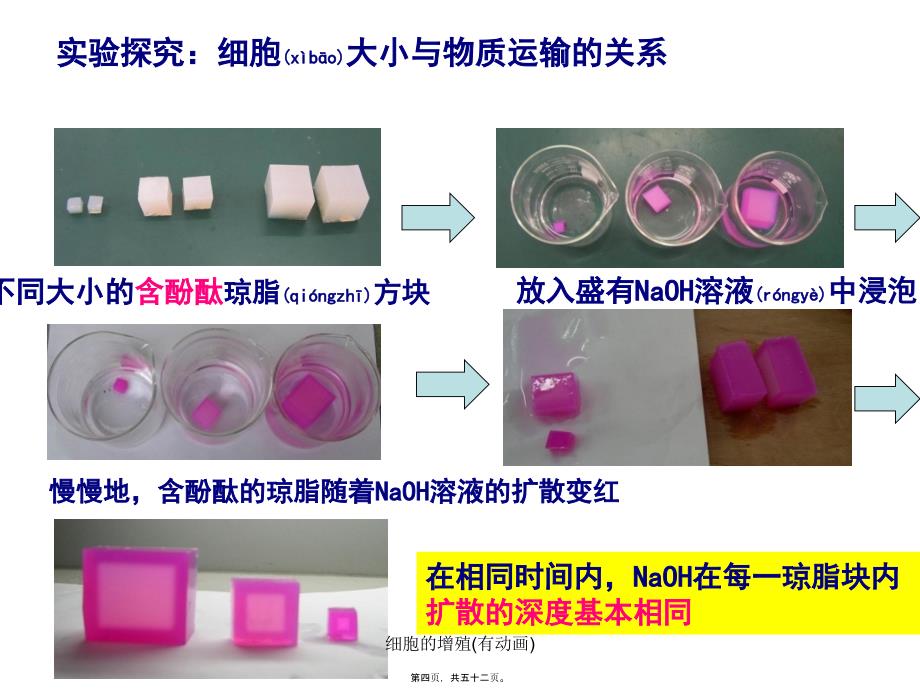 细胞的增殖(有动画)课件_第4页