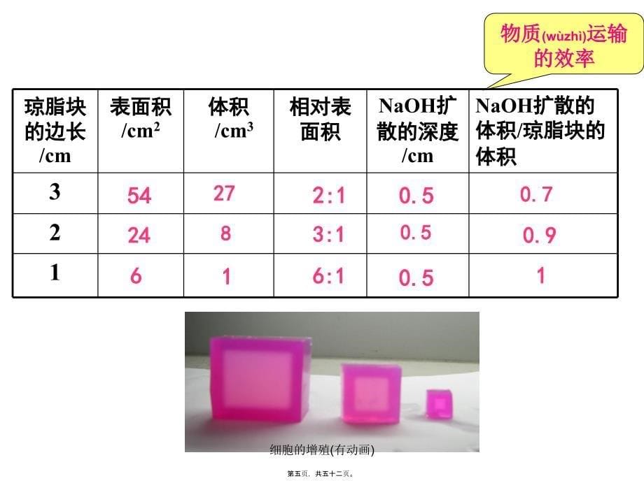 细胞的增殖(有动画)课件_第5页