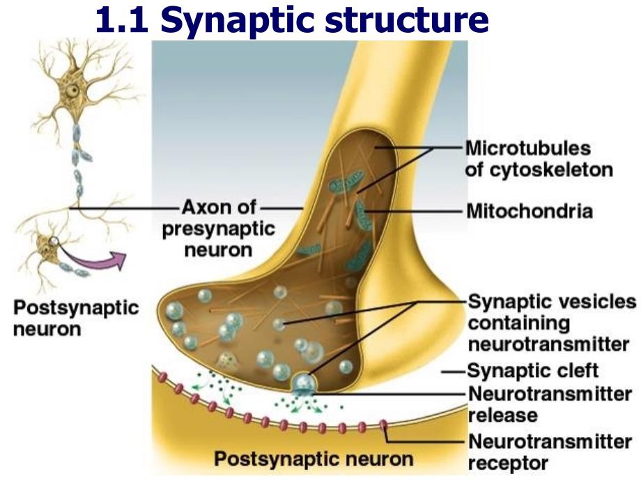 Interaction between neurons_第4页