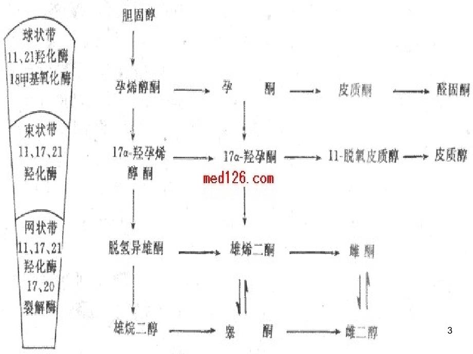 肾上腺素危象急救与护理PPT精品文档_第3页