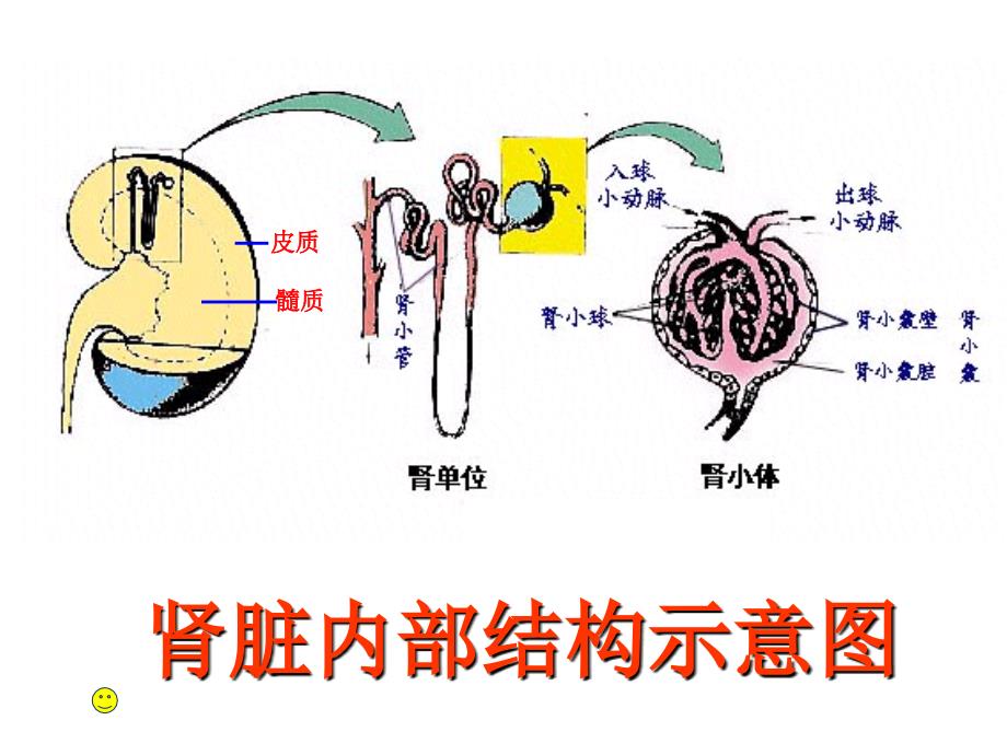 《肾单位的结构》PPT课件_第2页