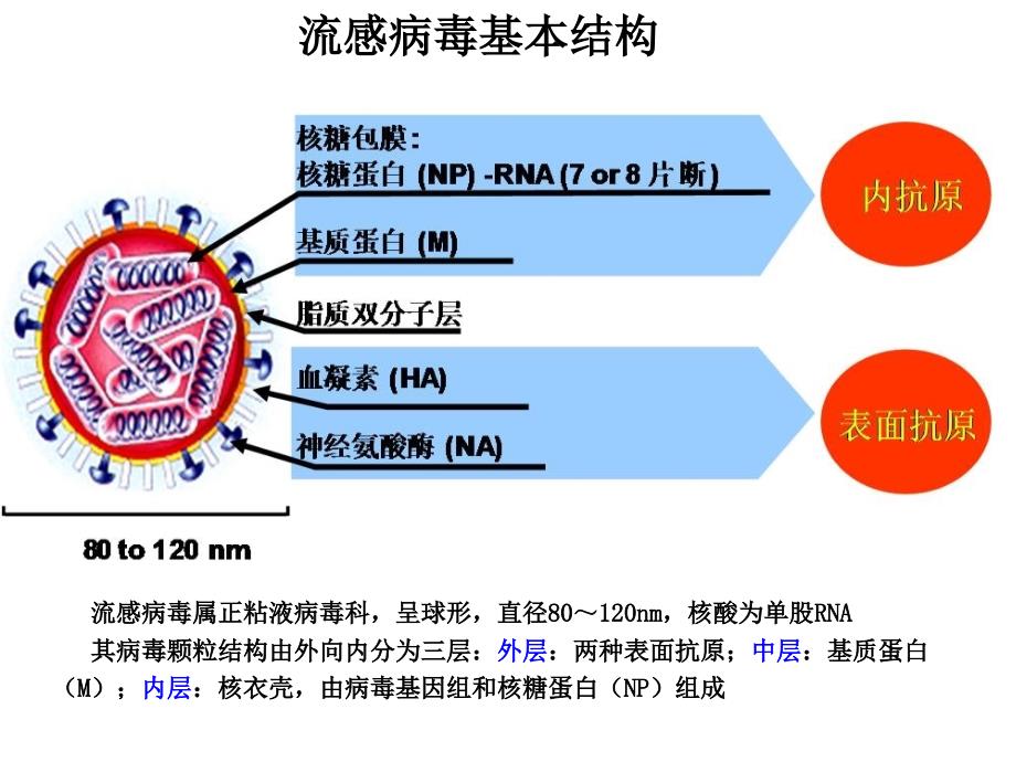 流感病毒与嗜血杆菌_第4页