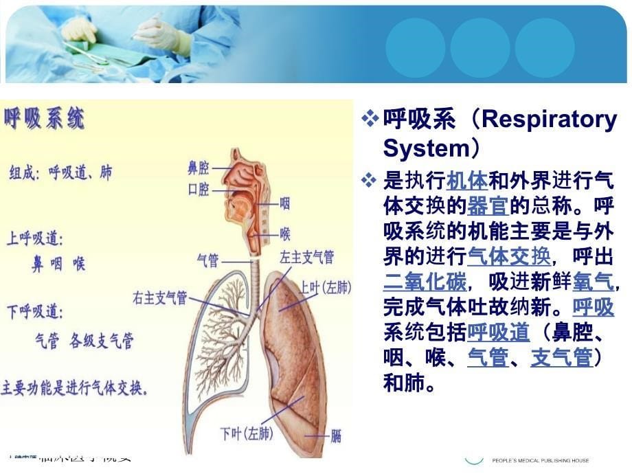 最新急性上呼吸道感染_第5页