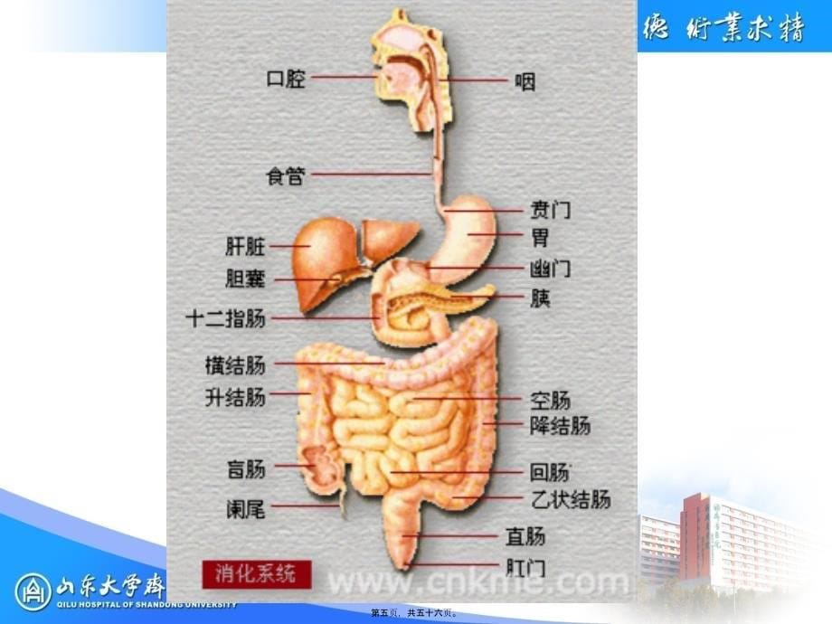 急性腹痛呕血与便血呕吐急性腹泻课件_第5页