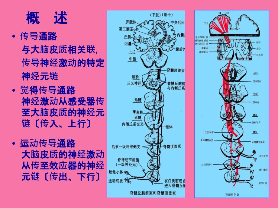 中枢神经传导路ppt课件_第4页