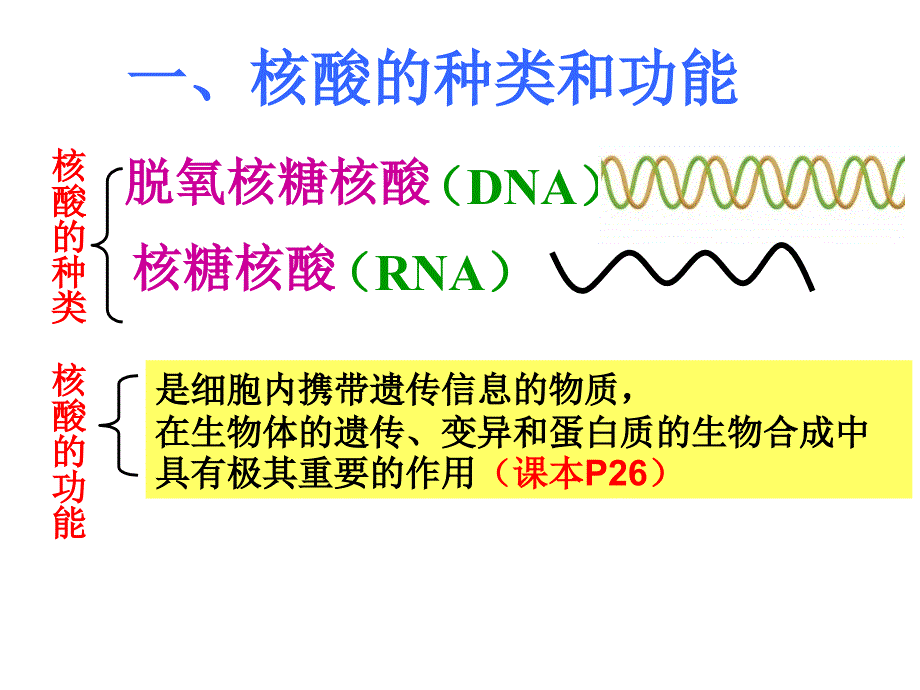 遗传信息的携带者-核酸.ppt_第4页