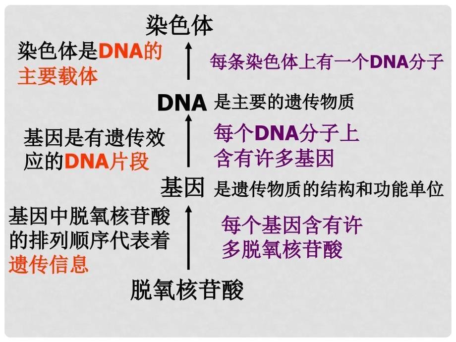 高中生物 4.1 基因指导蛋白质合成课件 新人教版必修2_第5页