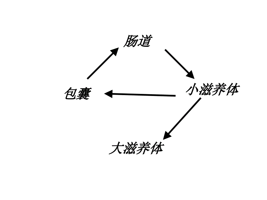 抗阿米巴虫驱肠虫药课件_第3页