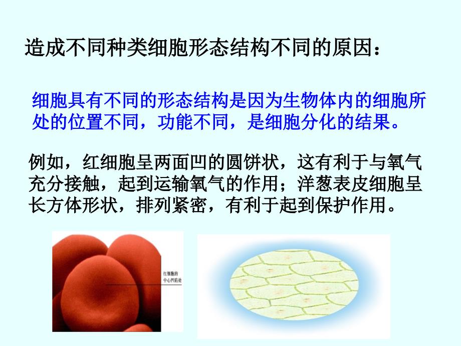 细胞的多样性和统一性市级公开课课件_第2页