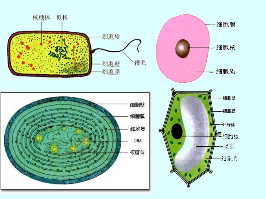 细胞的多样性和统一性市级公开课课件_第3页