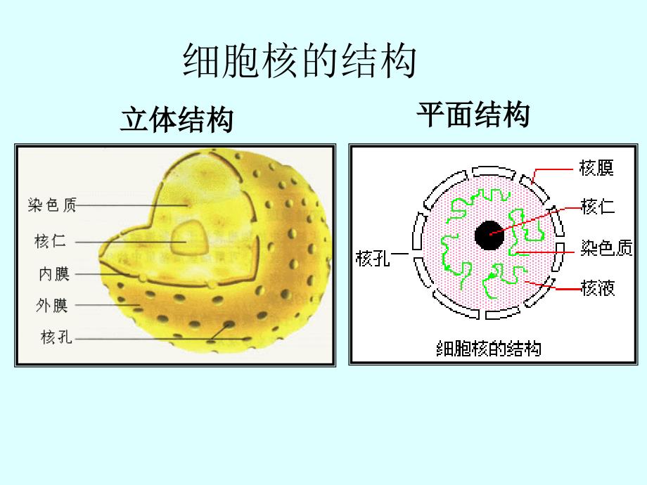 细胞的多样性和统一性市级公开课课件_第4页