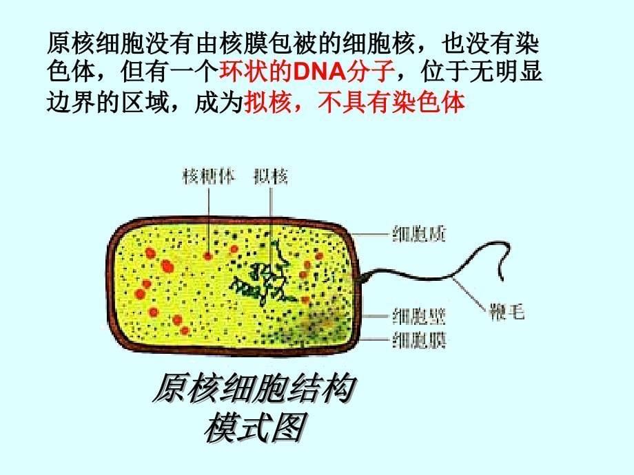 细胞的多样性和统一性市级公开课课件_第5页