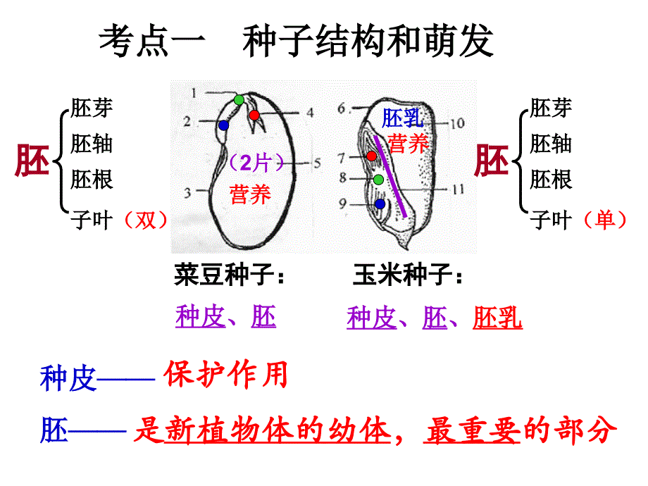 生物圈中的绿色植物_复习_第2页