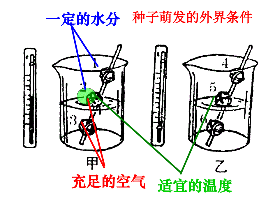 生物圈中的绿色植物_复习_第4页