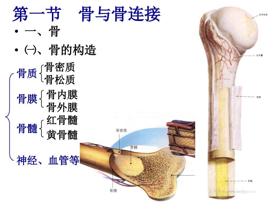 第四章--运动系统结构与功能_第3页