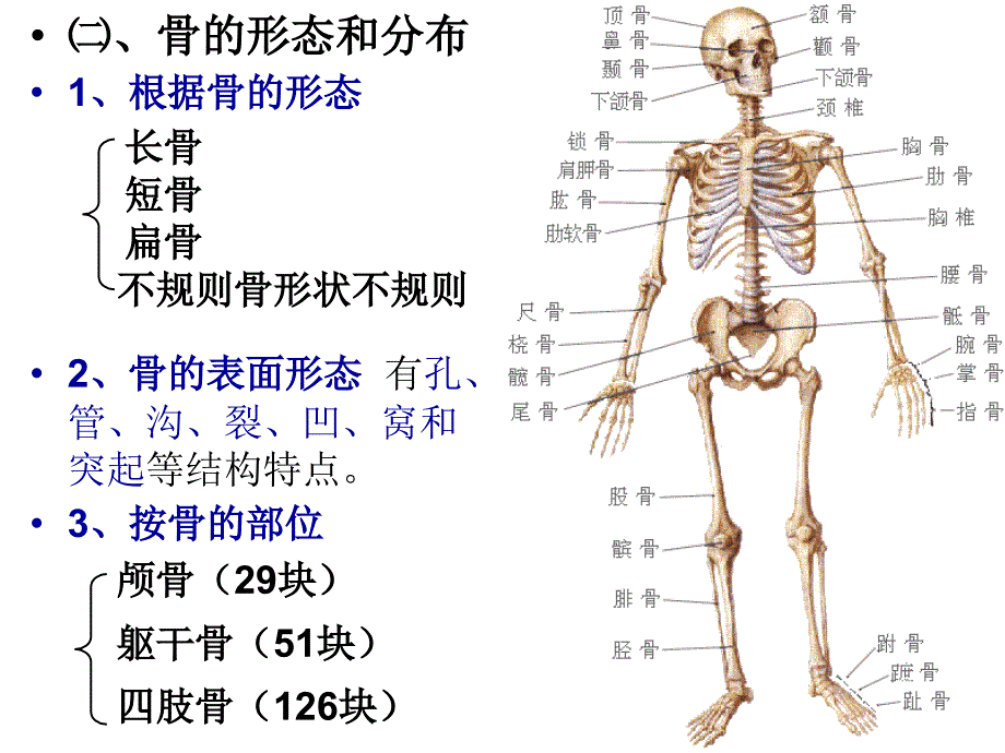 第四章--运动系统结构与功能_第4页