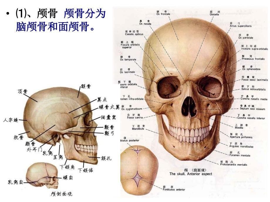 第四章--运动系统结构与功能_第5页