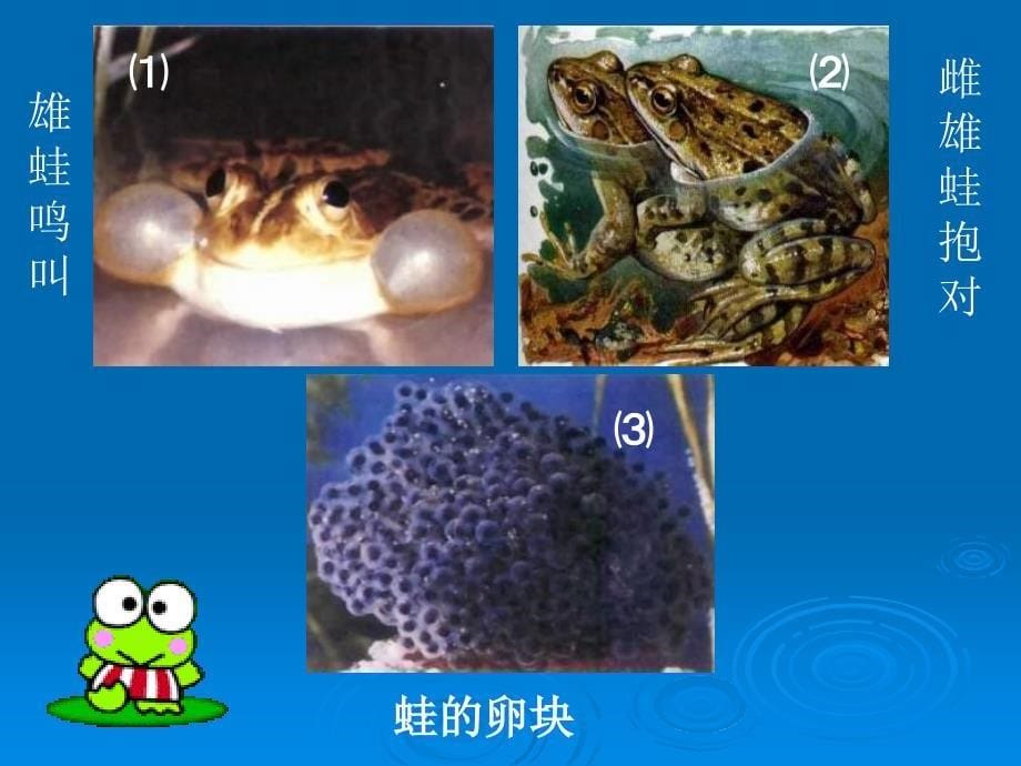 八年级生物两栖动物的生殖和发育1_第5页