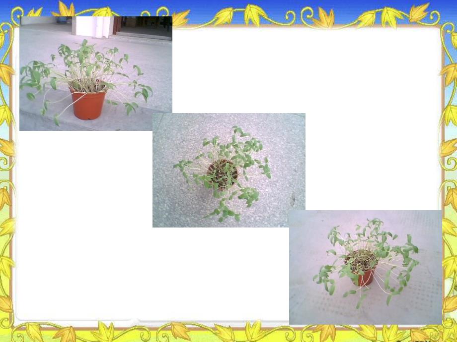 教科版科学五上《种子发芽实验(一)》PPT课件3.ppt_第3页