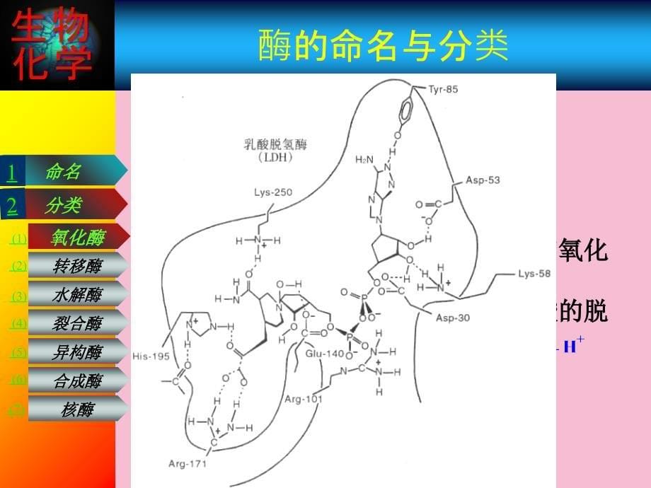 酶的分类与命名ppt课件_第5页