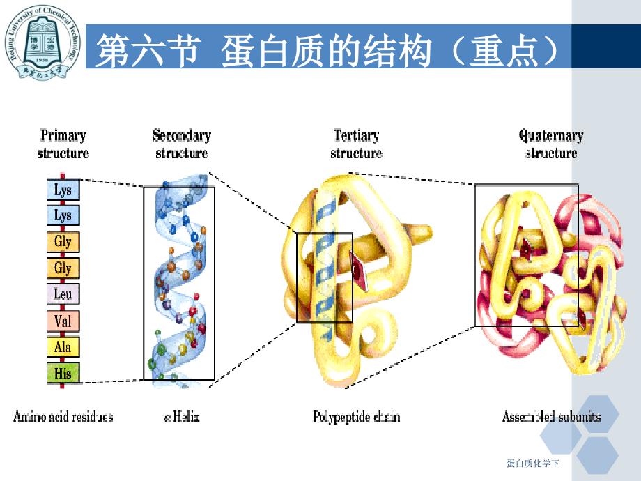 蛋白质化学下课件_第3页