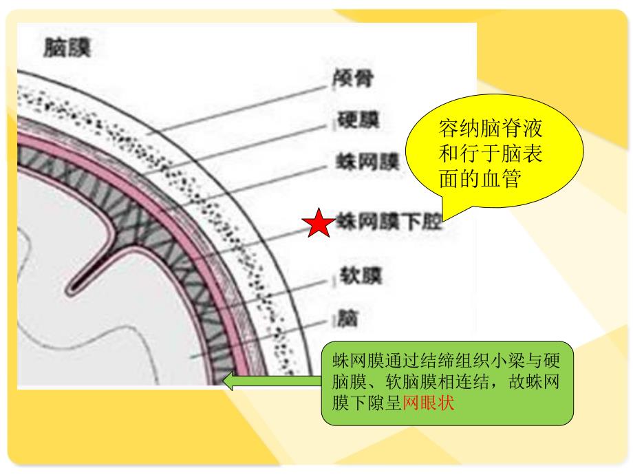 神奇的蛛网膜ppt课件_第4页