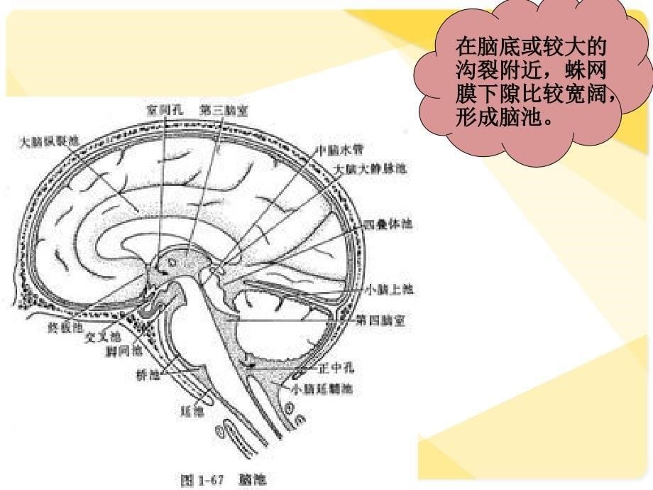 神奇的蛛网膜ppt课件_第5页