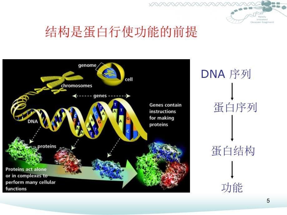 蛋白质序列分析及结构预测课堂PPT_第5页