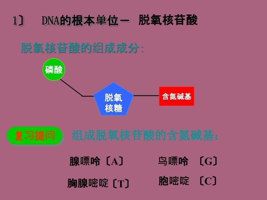 高中生物DNA的结构和复制ppt课件_第5页