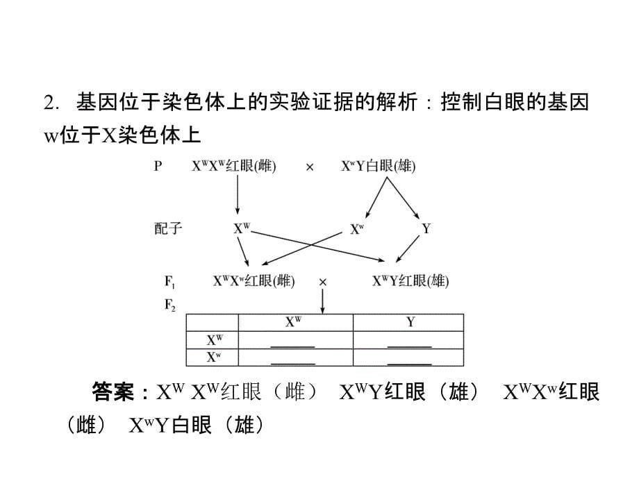 人教版教学课件生物高考一轮复习课件：必修2 第2章 第2,3节 基因在染色体上和伴性遗传ppt_第5页