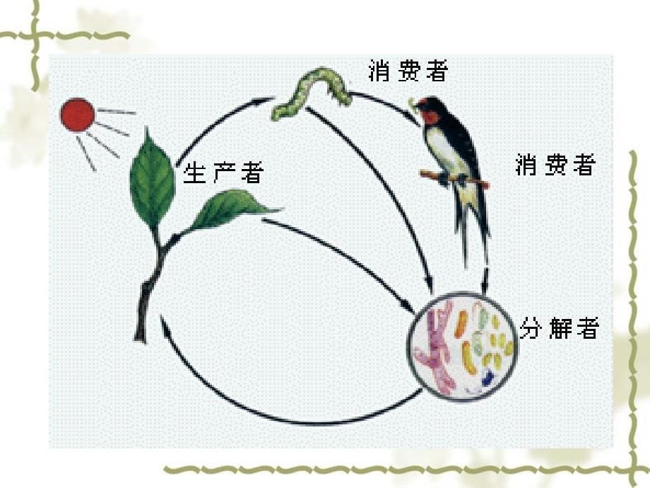 细菌和真菌在自然界中的作用PPT_第5页