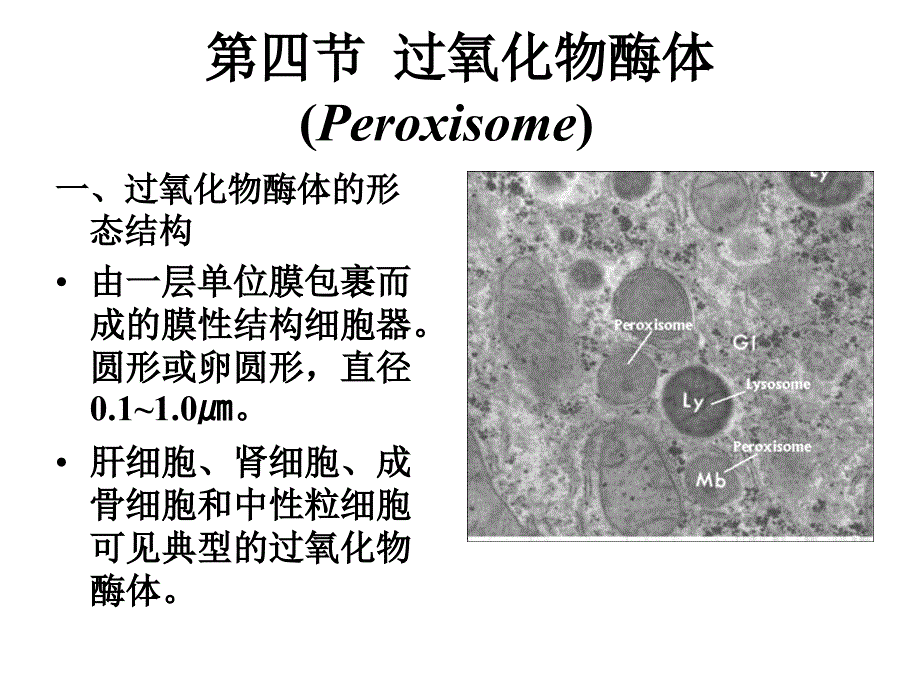 医学细胞生物学课件：5 细胞的内膜系统与囊泡转运-1_第2页