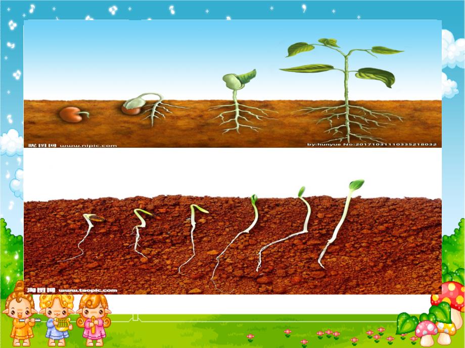 种子变成了幼苗课件-母桂花_第2页