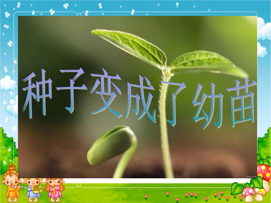 种子变成了幼苗课件-母桂花_第3页