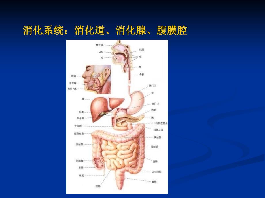 医学影像学：消化系统与腹膜腔1_第2页