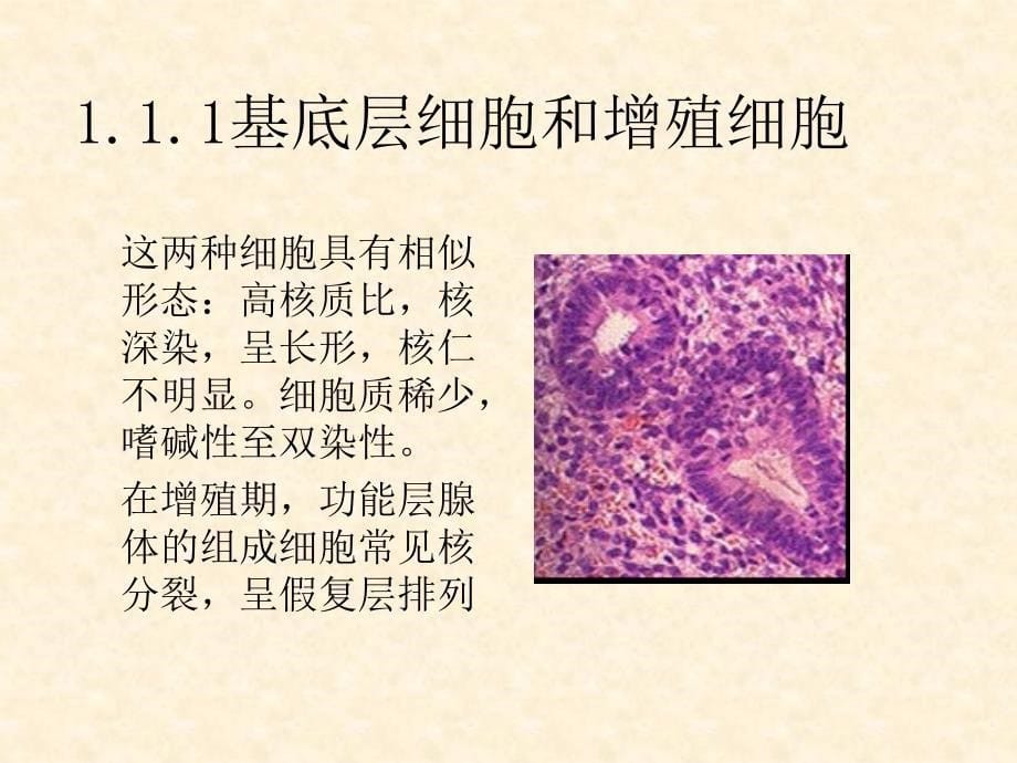 子宫内膜组织学讲课ppt演示文稿_第5页