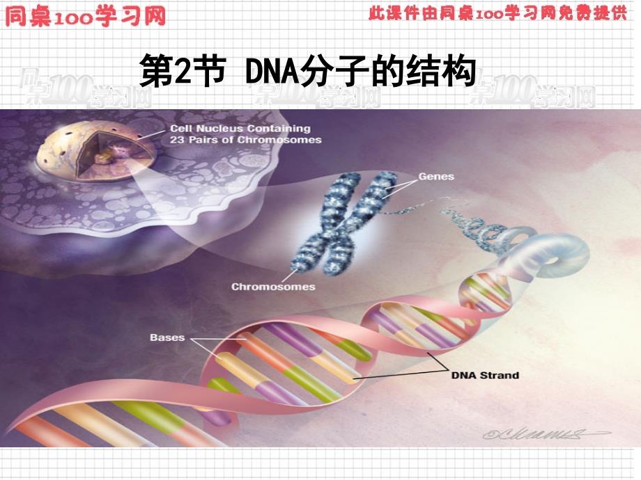 第DNA分子的结构_第1页