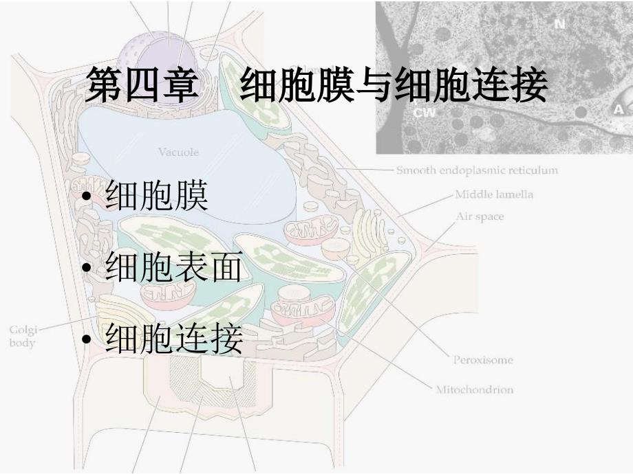 《细胞膜与细胞表面》PPT课件_第1页
