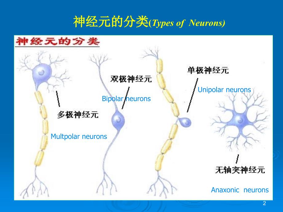 MR在儿童脑白质发育中的应用ppt课件_第2页