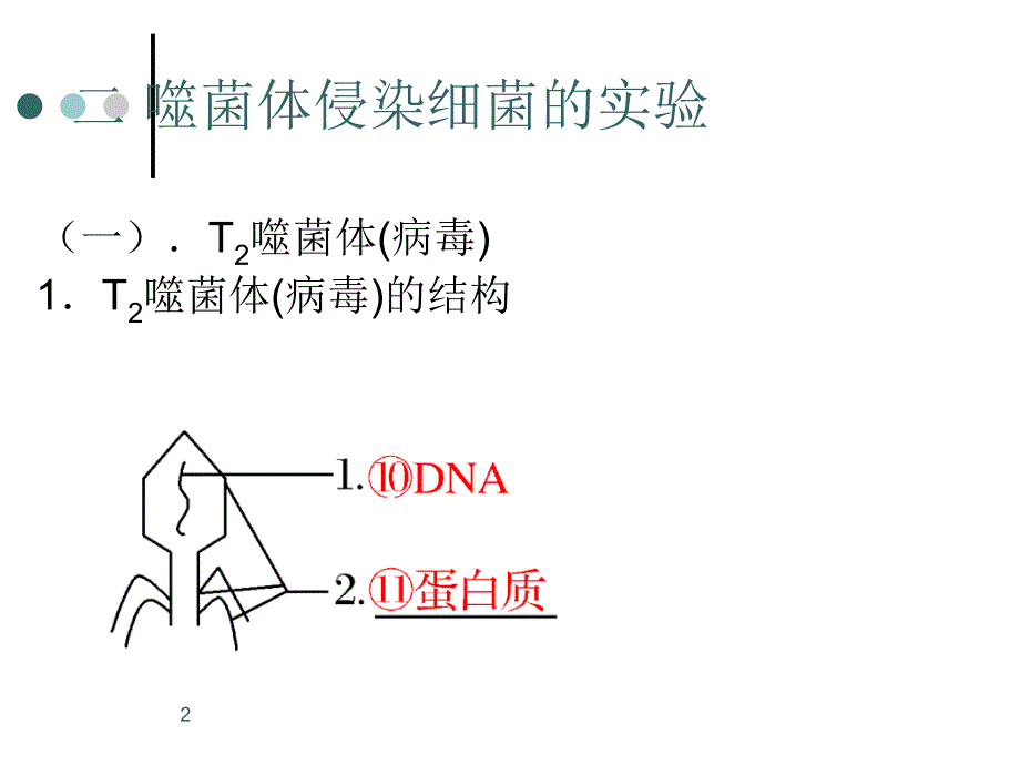 噬菌体侵染细菌的实验优秀课件_第2页