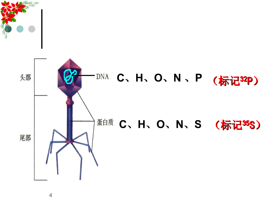 噬菌体侵染细菌的实验优秀课件_第4页