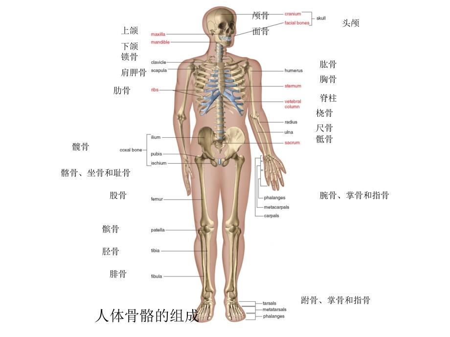 人体骨骼系统_第1页