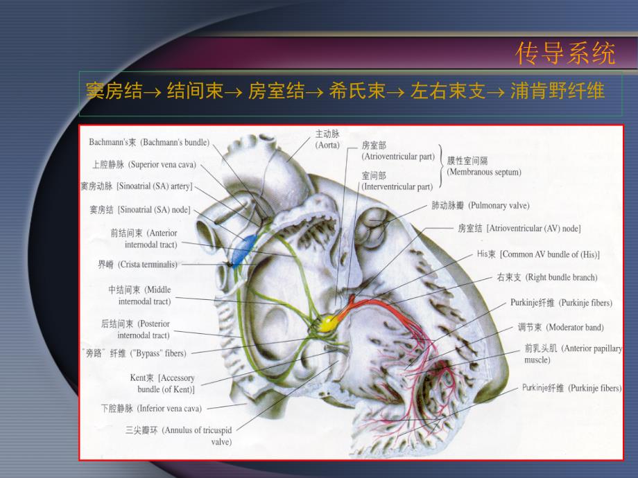 王梦洪心律失常_第2页