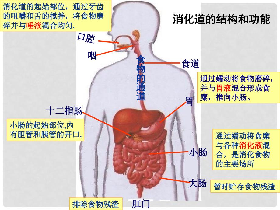 七年级生物下册 4.2.2 消化和吸收课件 （新版）新人教版_第4页