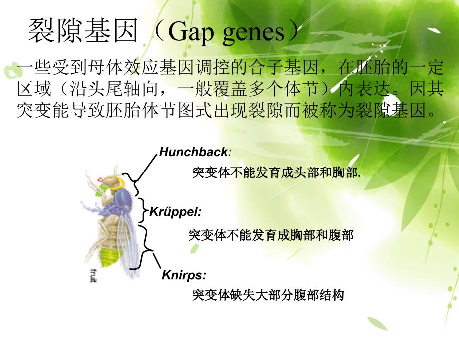 裂隙基因与成对规则基因_第2页