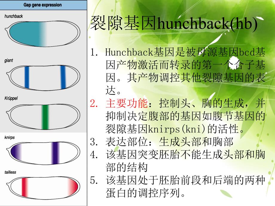 裂隙基因与成对规则基因_第4页